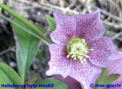 helleborus hybr